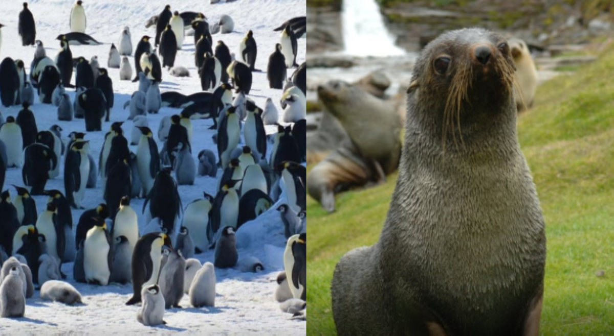 Emperor penguin, Antarctic fur seal 'endangered' na&mdash;IUCN