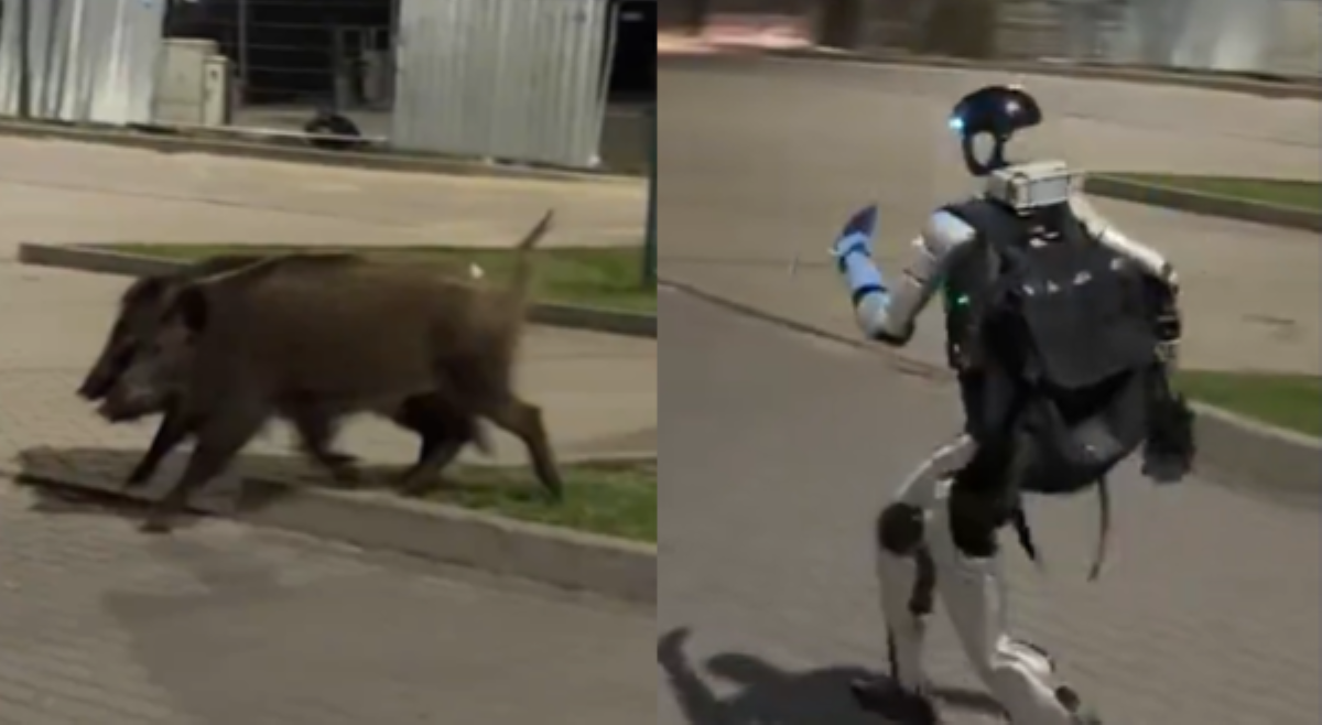 Robot, viral matapos habulin 3 baboy-ramo sa Poland!