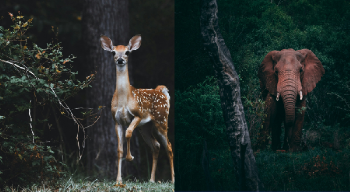 ALAMIN: Paano ang tamang pagbibigay-proteksyon sa wildlife?