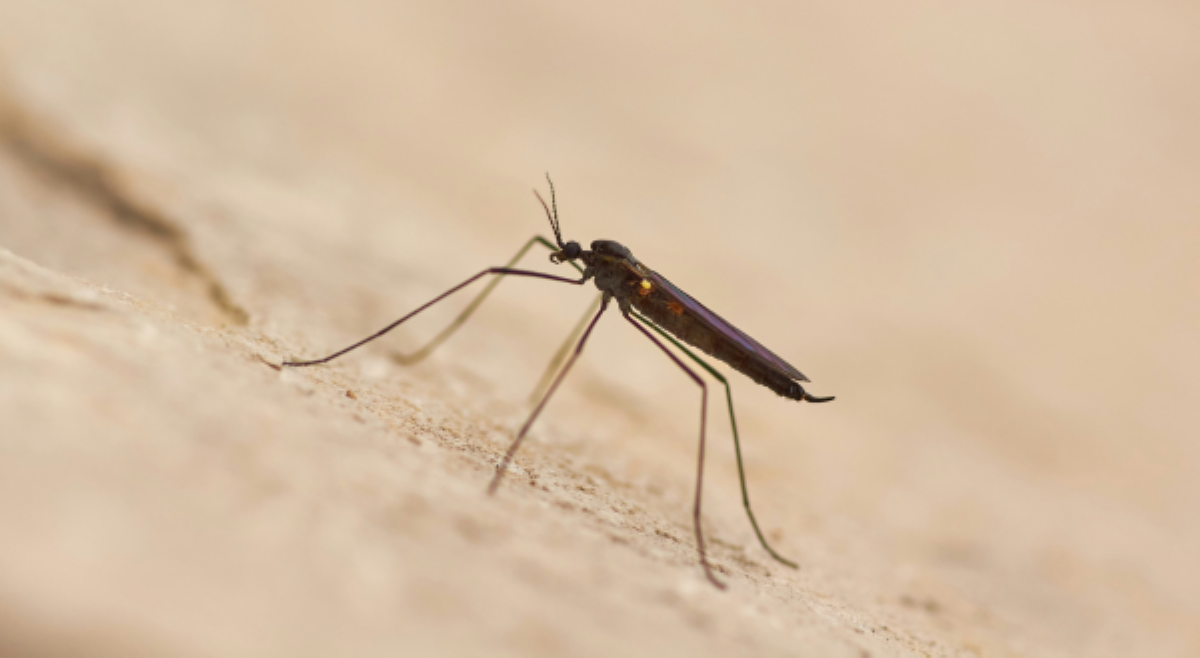 ALAMIN: Mga sintomas ng Malaria na dapat bantayan