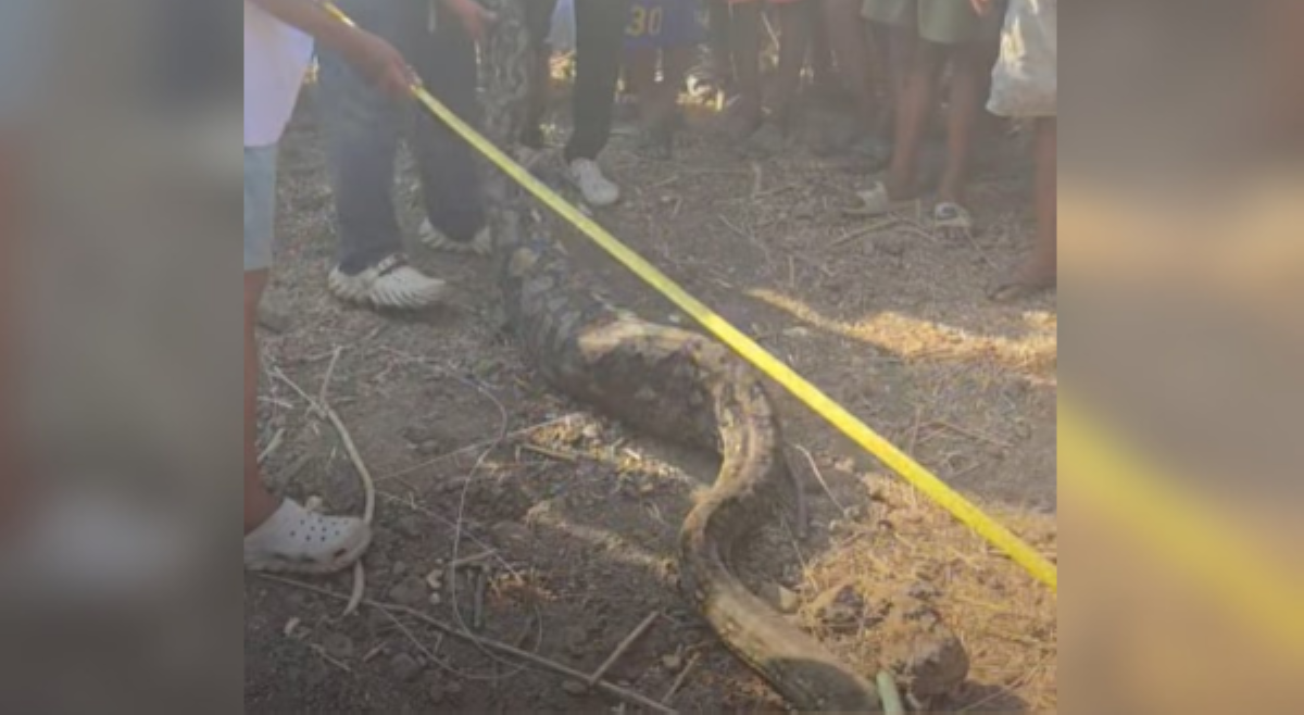 Sawang lumamon ng 25-kilong baboy, nahuli!