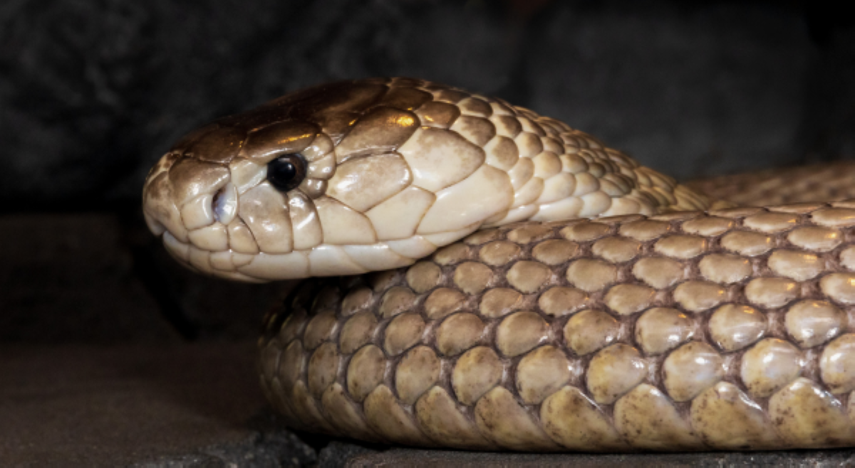 Magsasaka, patay sa tuklaw ng hinihinalang 'king cobra'