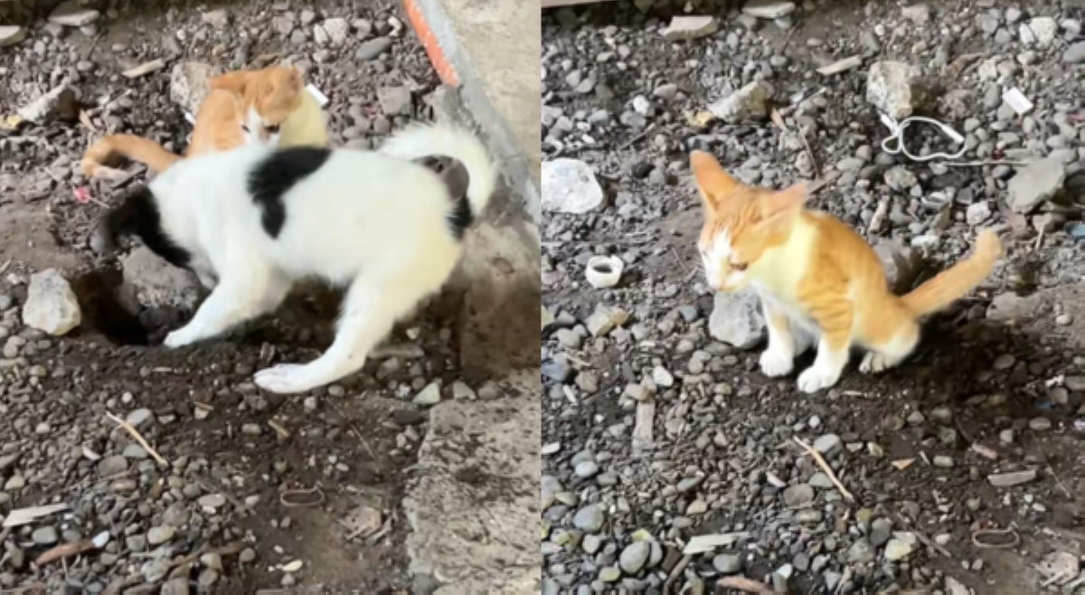 &lsquo;Para bang princess treatment:&rsquo; Bonding ng aso&rsquo;t pusa, kinaaliwan ng netizens