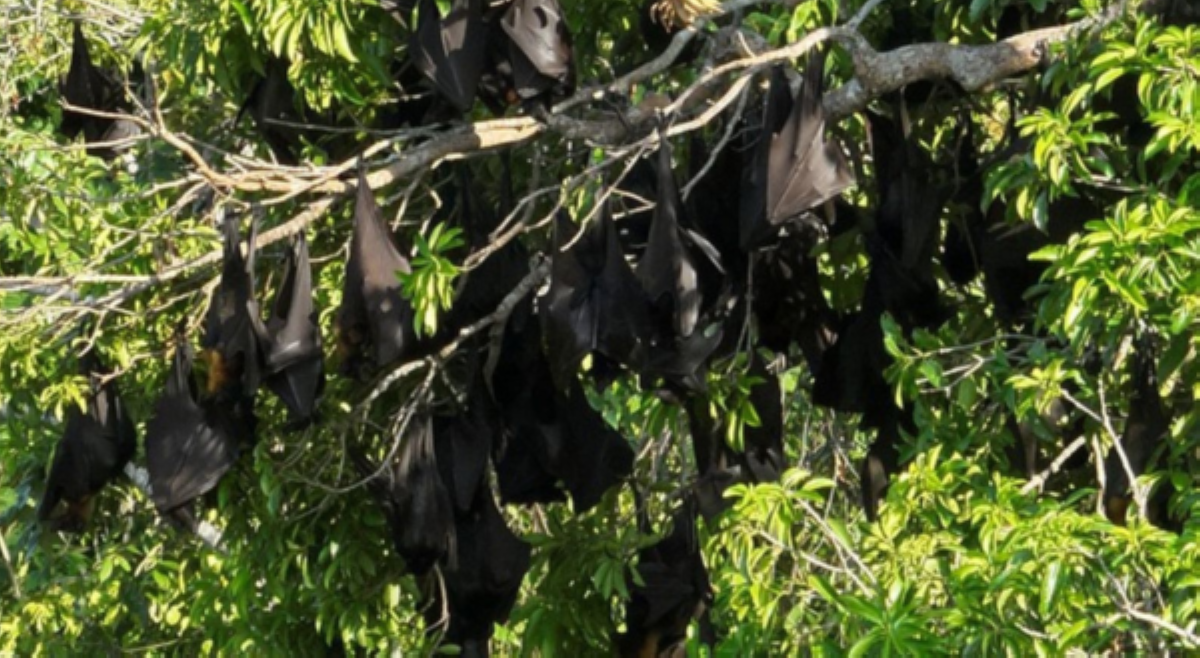 160k 'flying foxes' namataan sa kagubatan ng Cotabato