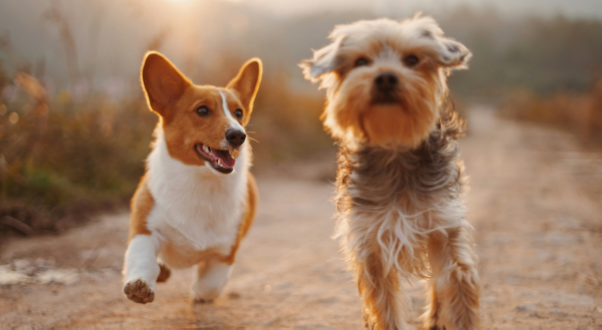 Paano nakatutulong ang fur babies sa kalusugan ng kanilang fur parent?