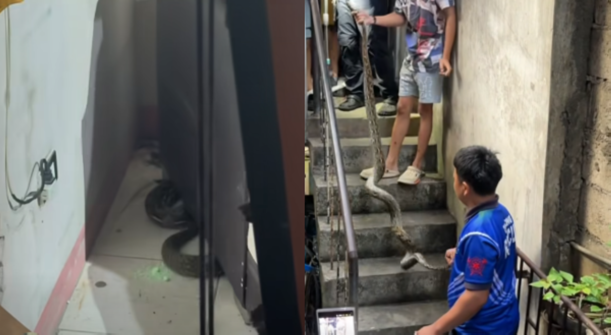 #BalitaExclusives: Higit 3 metrong sawa, na-rescue sa isang bahay sa Pasig City