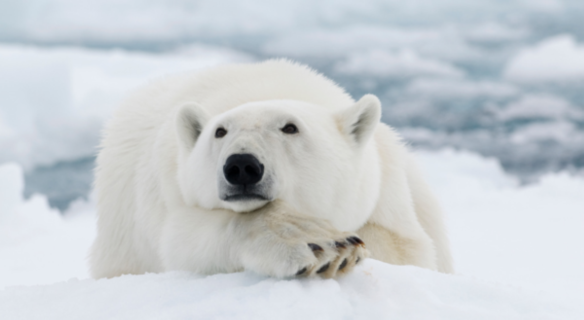 Sa kauna-unahang pagkakataon: Bird Flu, tumama sa polar bear sa Europa!