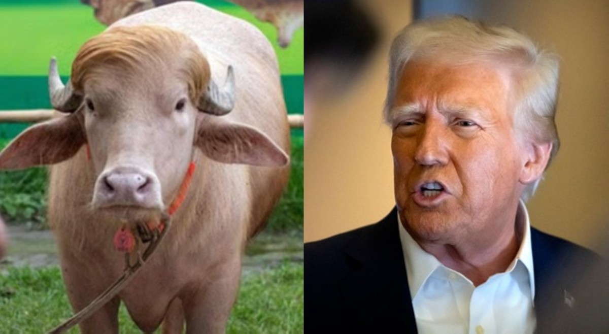 Kalokalike? Kalabaw, naispatang kamukha raw ni US Pres. Donald Trump!