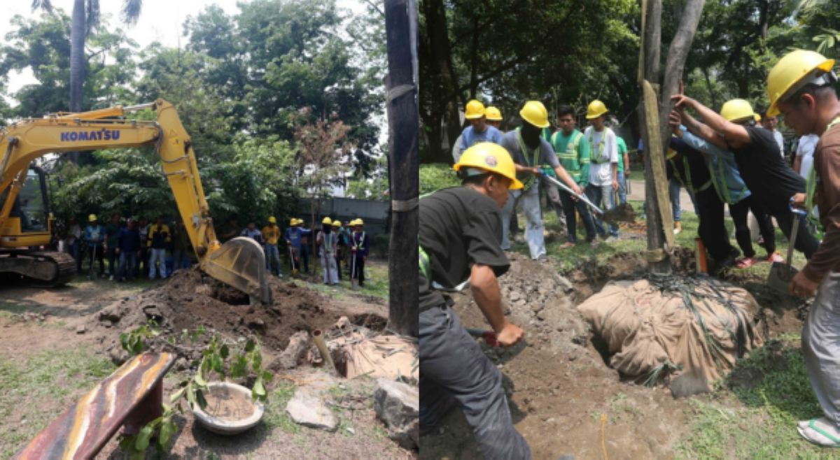 DENR, itinanim ulit 2 Narra na pinutol sa Quirino Avenue