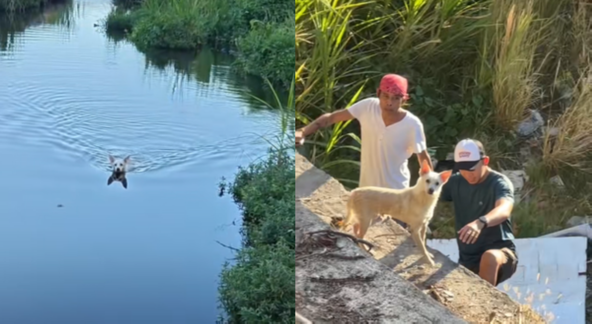 Nawalang aso, lumangoy sa ilog para makabalik sa fur parents