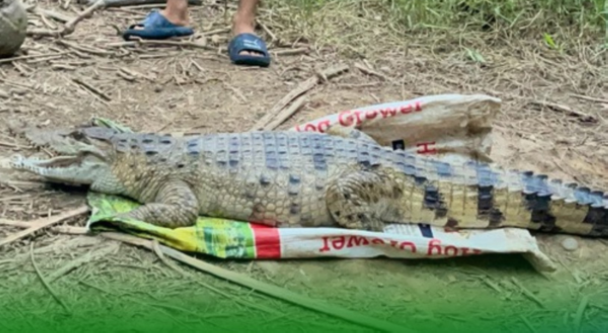 Isang buwaya, nasagip sa Kidapawan!
