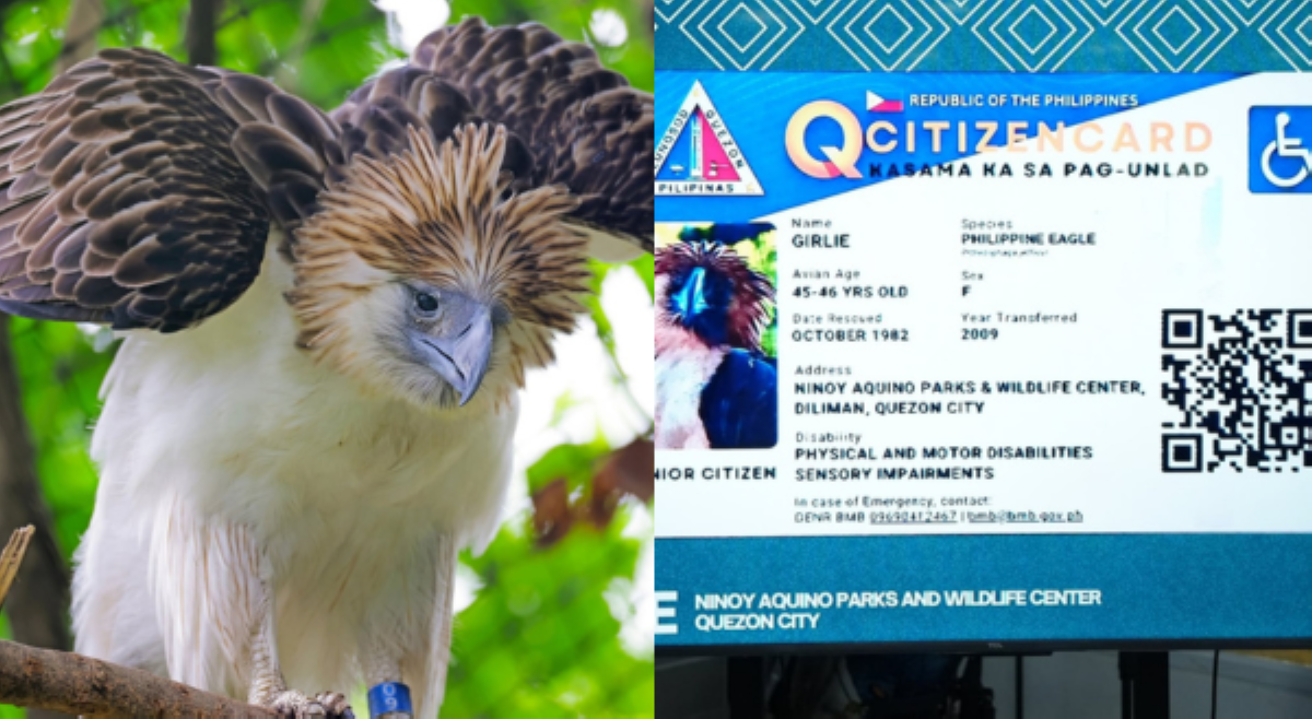 Pinakamatandang 'Philippine eagle in captivity,' binigyan ng senior citizen, PWD card