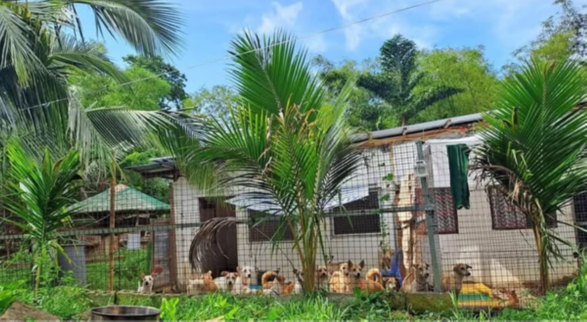Dog shelter sa Tayabas, magsasara dahil sa kakulangan ng suplay ng tubig!