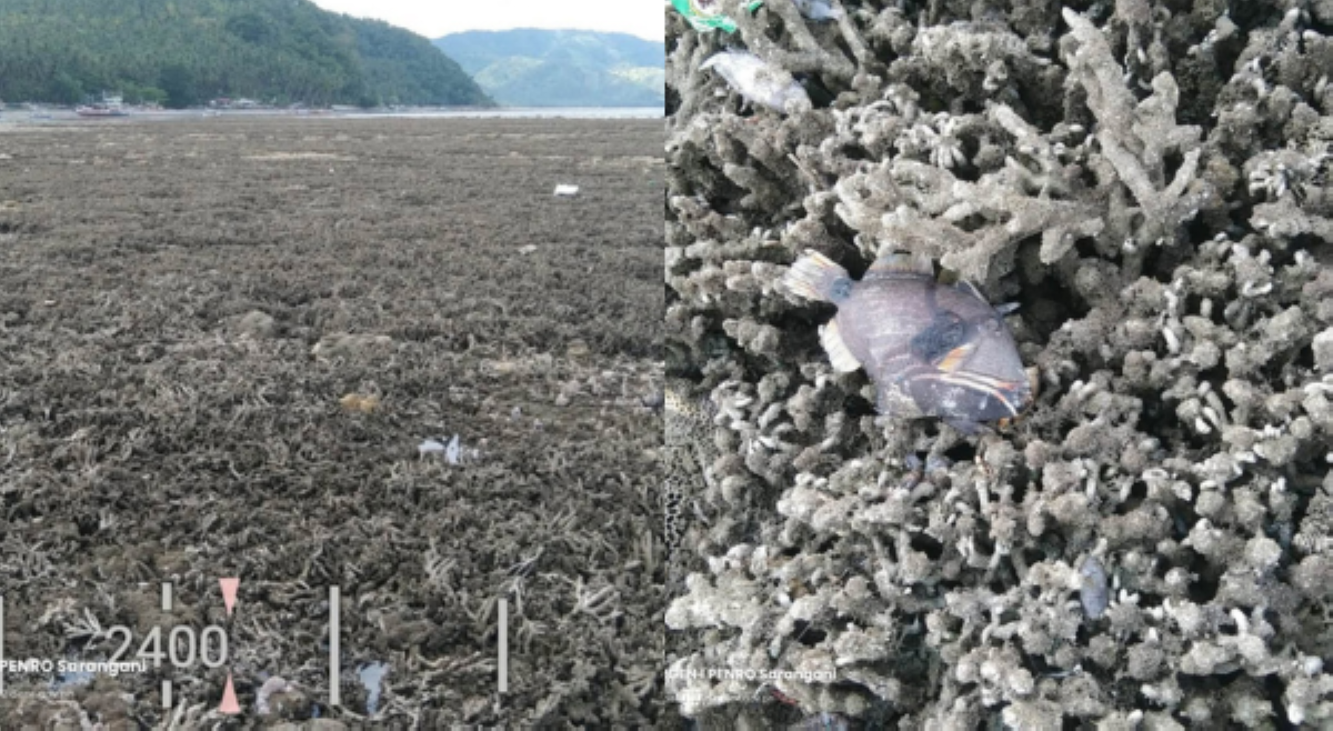 Iwasan mga apektado ng coastal uplift, wag hawakan 'stranded marine life'&mdash;DENR Soccsksargen