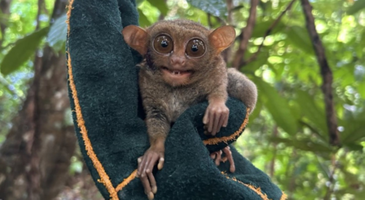 Philippine tarsier, nasagip matapos mamataan malapit sa isang creek