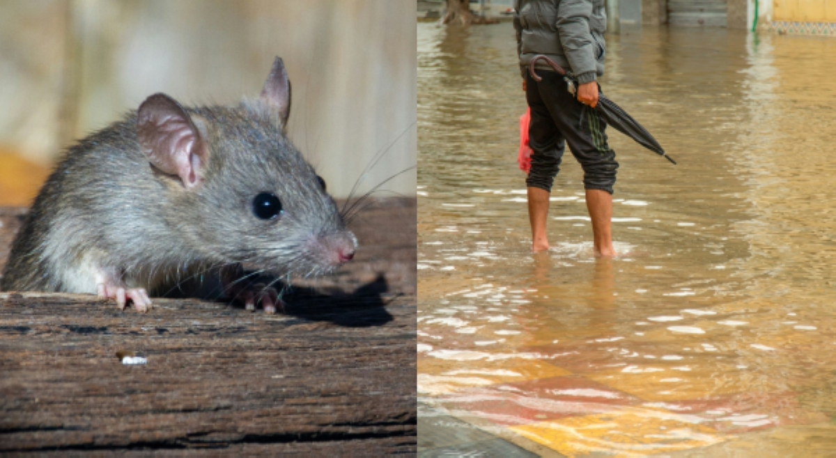 9 na katao sa sa QC, nasawi dahil sa leptospirosis