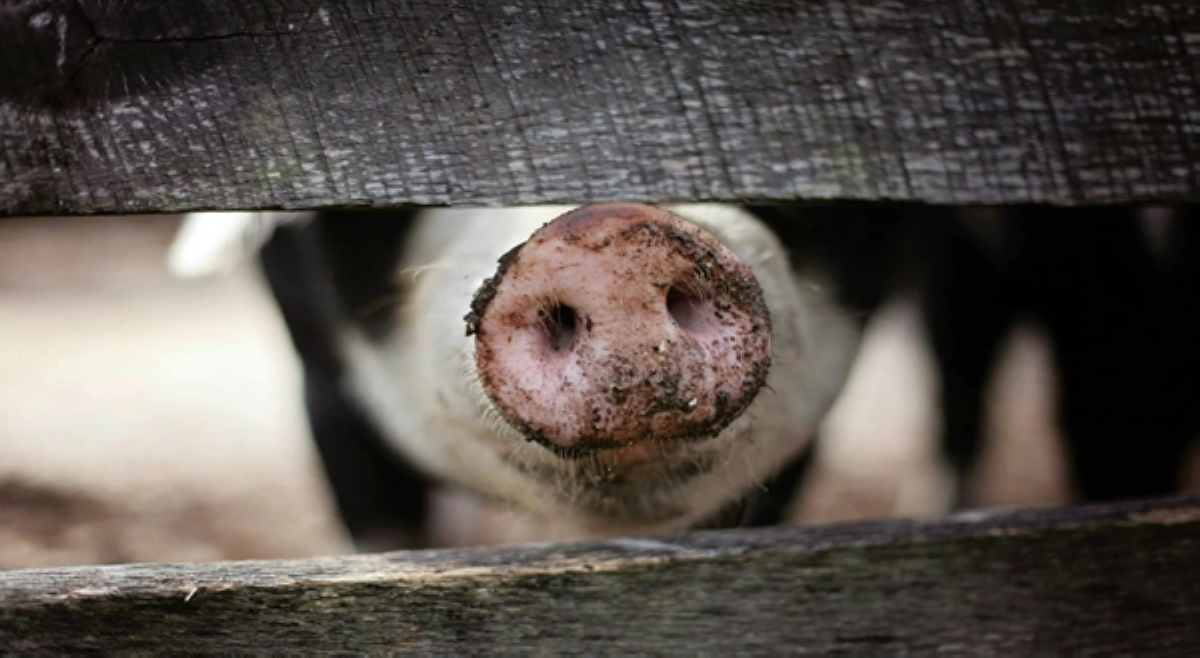 Apat na kaso ng African Swine Fever, naitala sa 2 barangay sa Bacolod City!