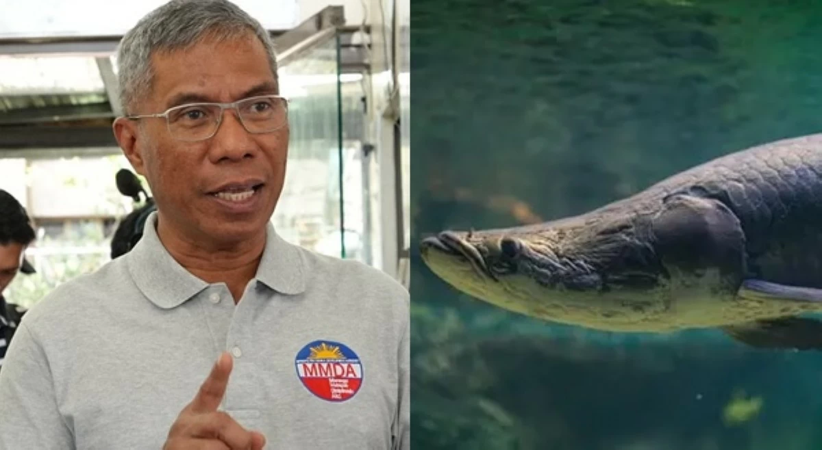 Torre sa ninakaw, kinatay na Arapaima: 'Mas may malaking usapin dito'