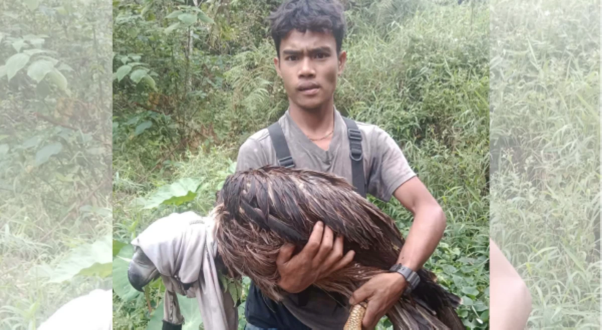 PH Eagle, nasagip matapos atakehin ng 30 unggoy!