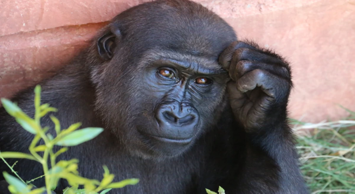 Chimpanzee, hayop na pinakamalapit na kaanak ng tao?