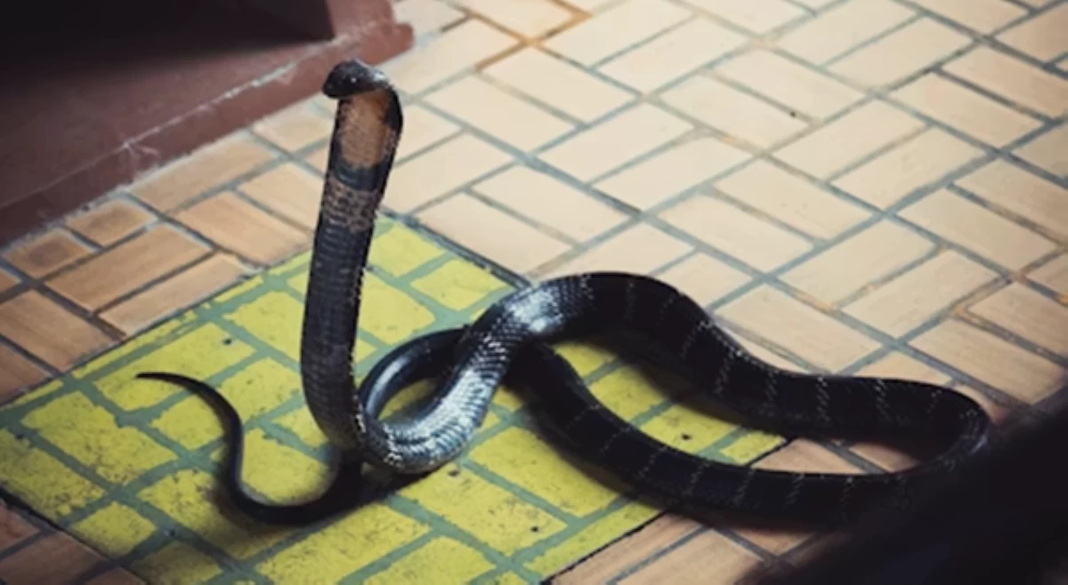 ALAMIN: Mga puwedeng gawin kapag may ahas sa loob ng bahay ninyo!
