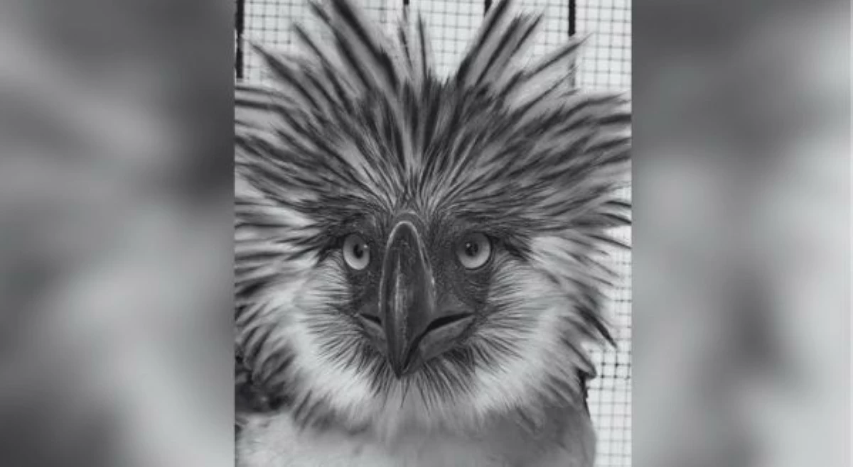 Philippine Eagle na kinuyog ng mga unggoy, pumanaw na!