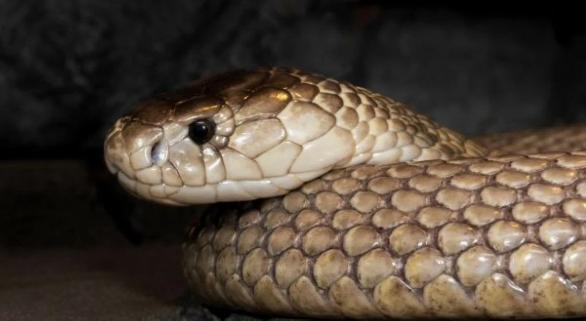 5-anyos na batang inakalang nakagat lang ng insekto, patay sa tuklaw ng cobra!