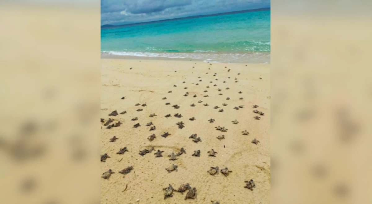 140 pagong na 'critically endangered,' pinakawalan sa katubigan