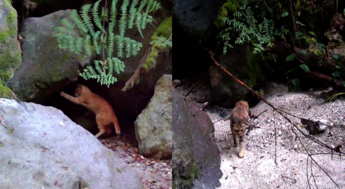DENR, itinuturing na &lsquo;growing threat&rsquo; pagdami ng gumagalang pusa sa Mt. Apo