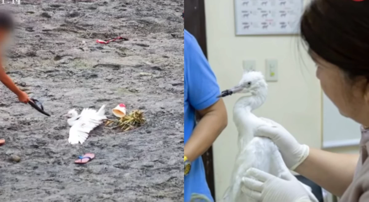 Tagak, nasagip mula sa mga tirador sa Angeles City!