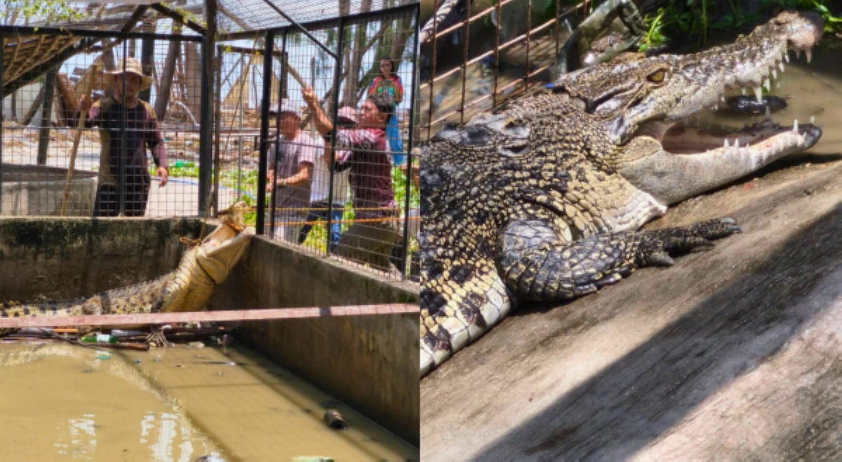 3 buwaya, nasagip sa Zambales!