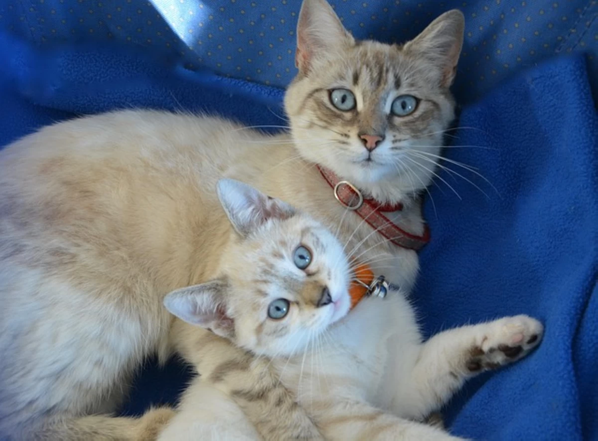 ALAMIN: Bakit nag-iingay ang mga pusang ina?