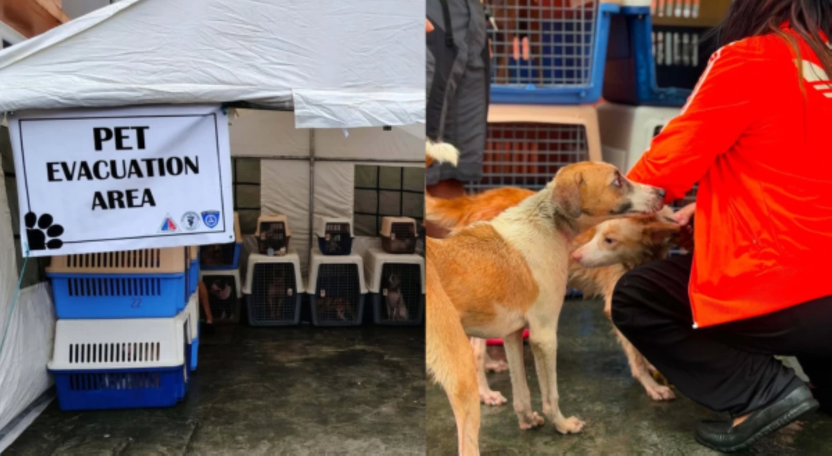 QC Veterinary Dept., nagtalaga ng evacuation sites para sa fur babies