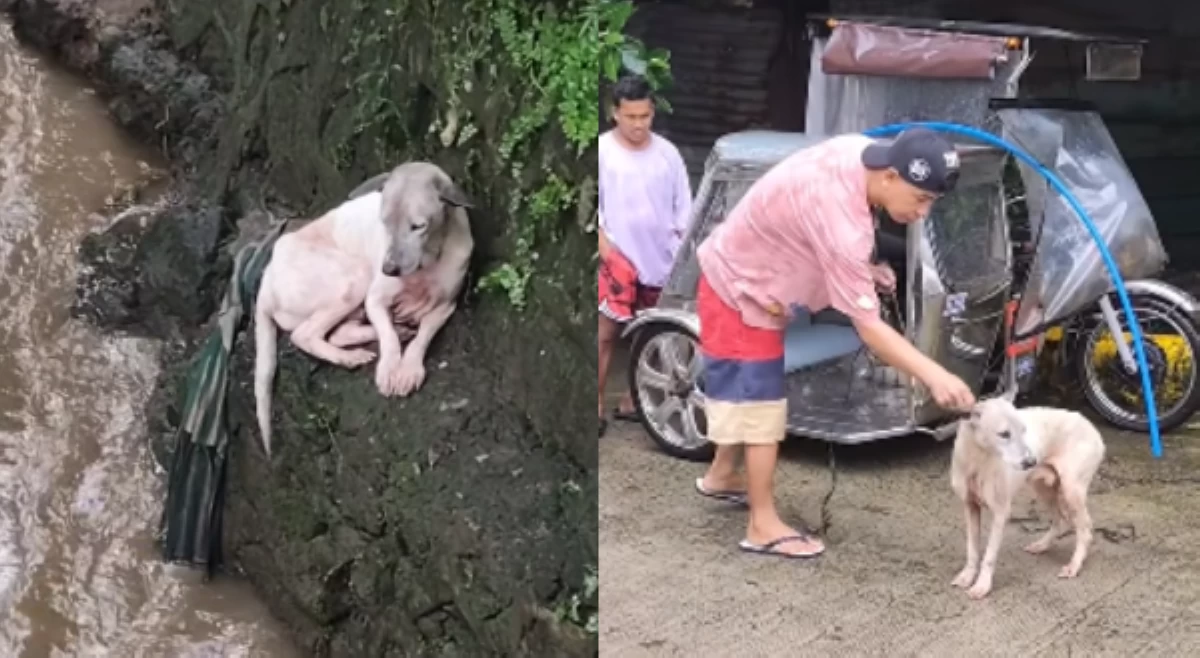Asong dalawang araw na umano sa creek, nasagip