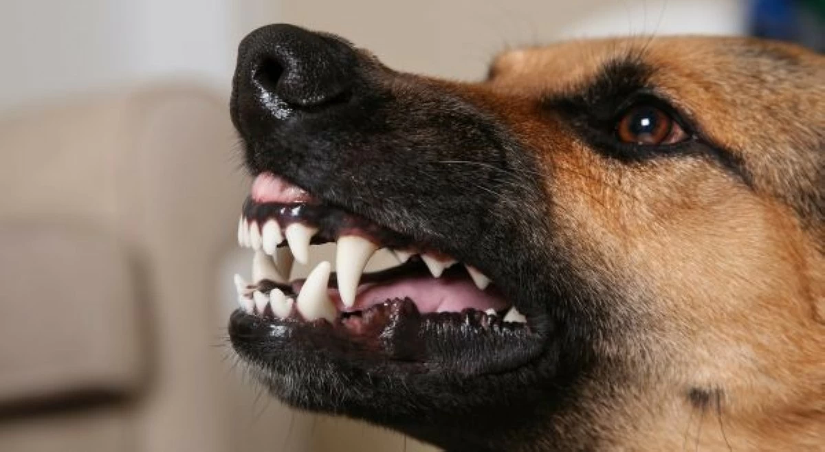 Rabies ng asong-gala, isang buwan tinagal bago tumalab; batang kinagat, utas!