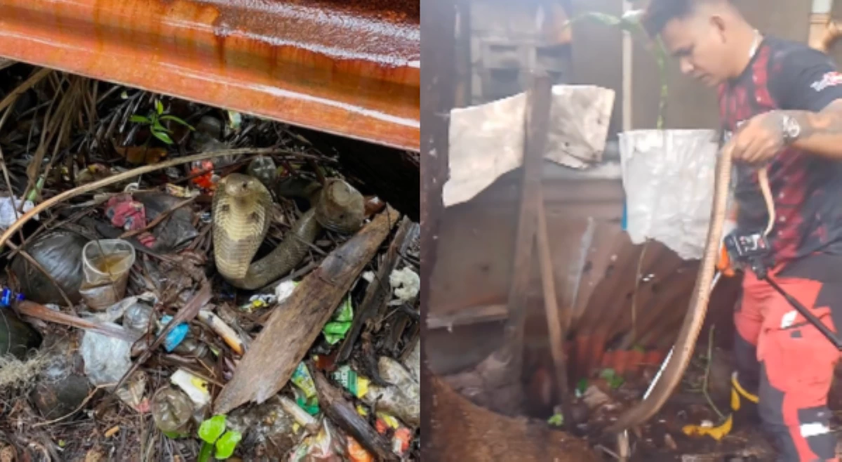 #BalitaExclusives: Cobra, nahuli sa tapat ng isang eskwelahan sa Kawit; mga residente, umaasang isa lang ito!