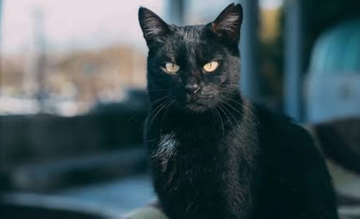 Malas nga ba? Mga pamahiin tungkol sa itim na pusa