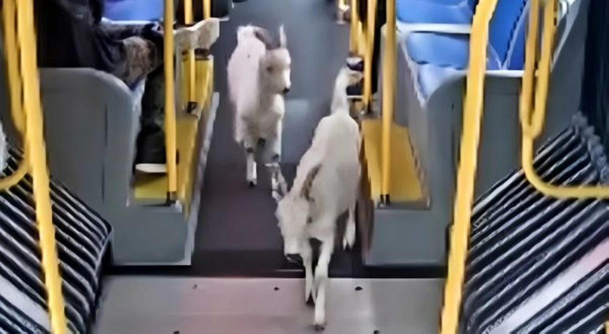 May tinataguan? 2 kambing na nakatakas, sumakay ng bus!