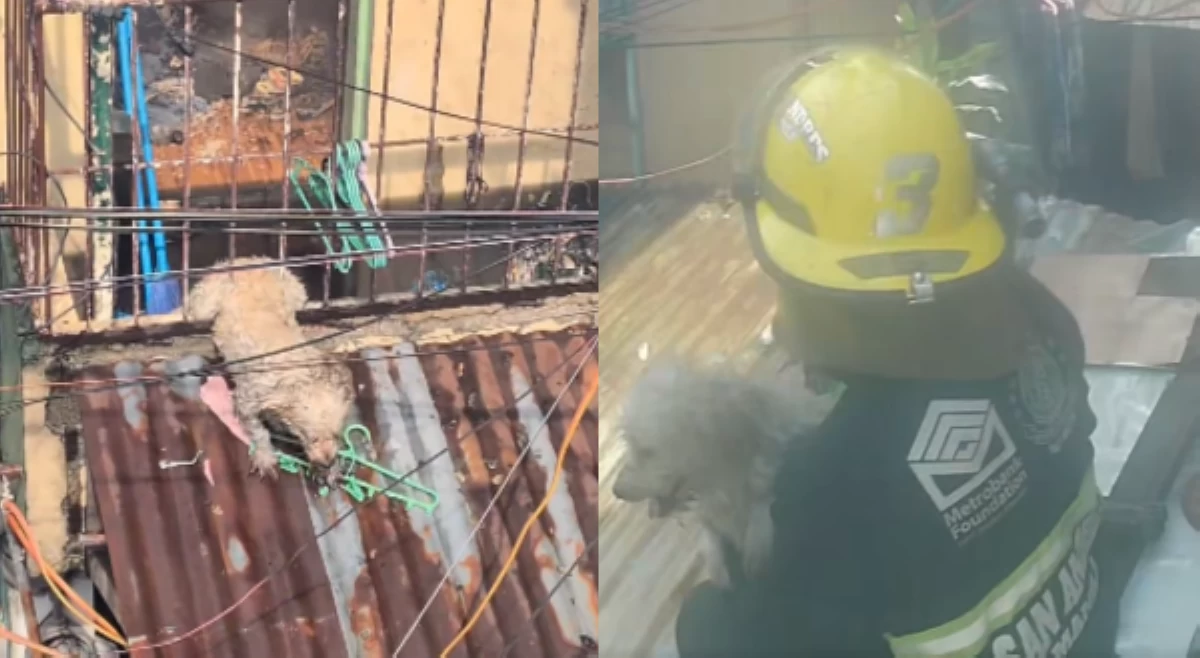 Asong naipit sa nasusunog na bahay, nasagip ng dalawang bumbero
