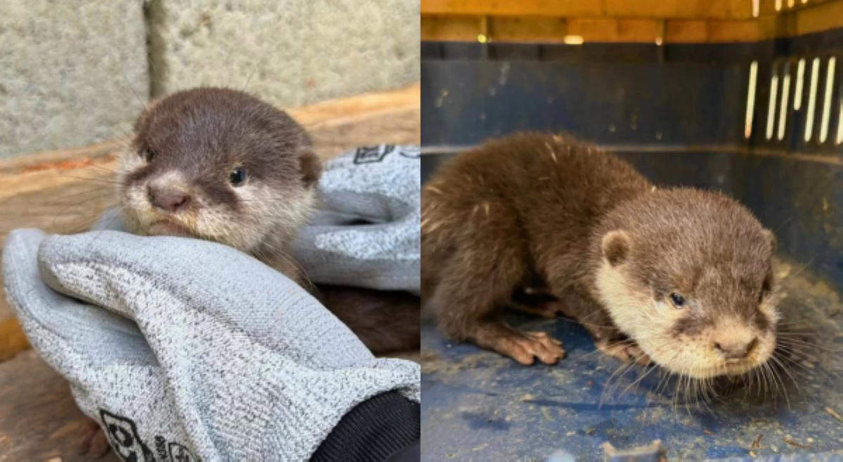&lsquo;Endangered&rsquo; otter sa kalsada, naibalik sa natural niyang tahanan