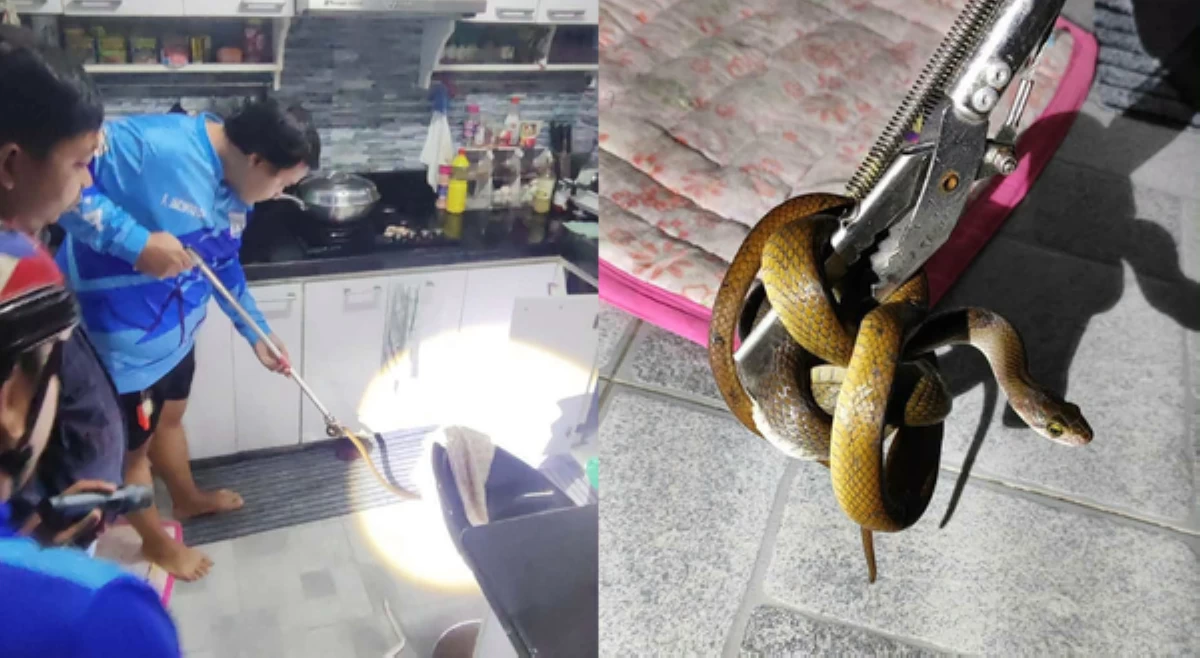 Ahas, nahuli sa ilalim ng lababo ng bahay sa Malabon