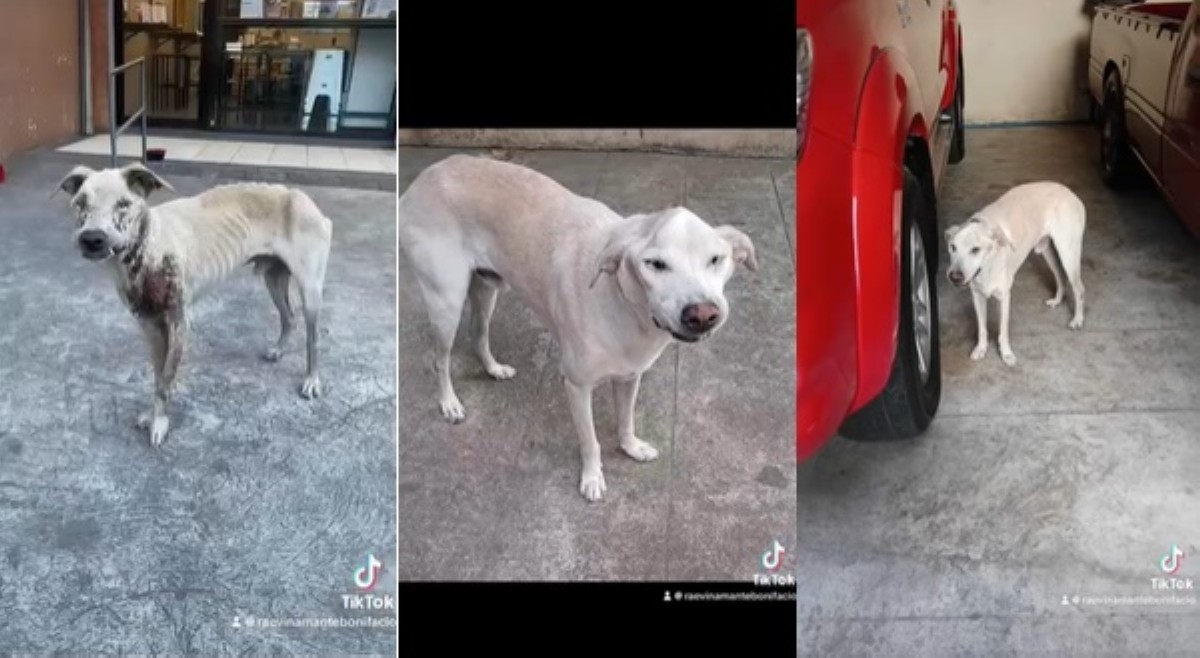 Galising stray dog na nabigyan ng bagong buhay, humaplos sa puso