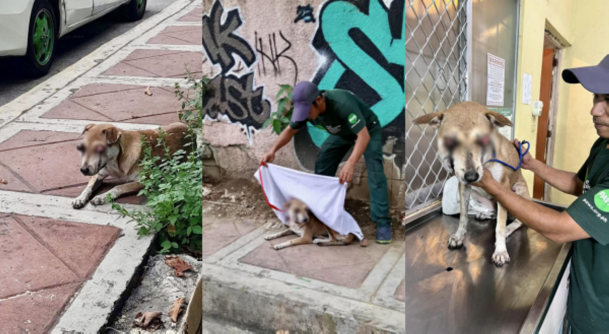 Aso na halos lumuwa ang mata, na-rescue; PAWS, umaapela ng donasyon