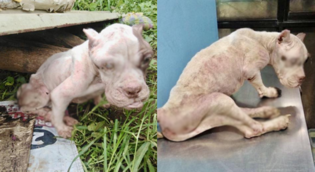 American bully na bulag at malnourished, inabandona sa bakanteng lote