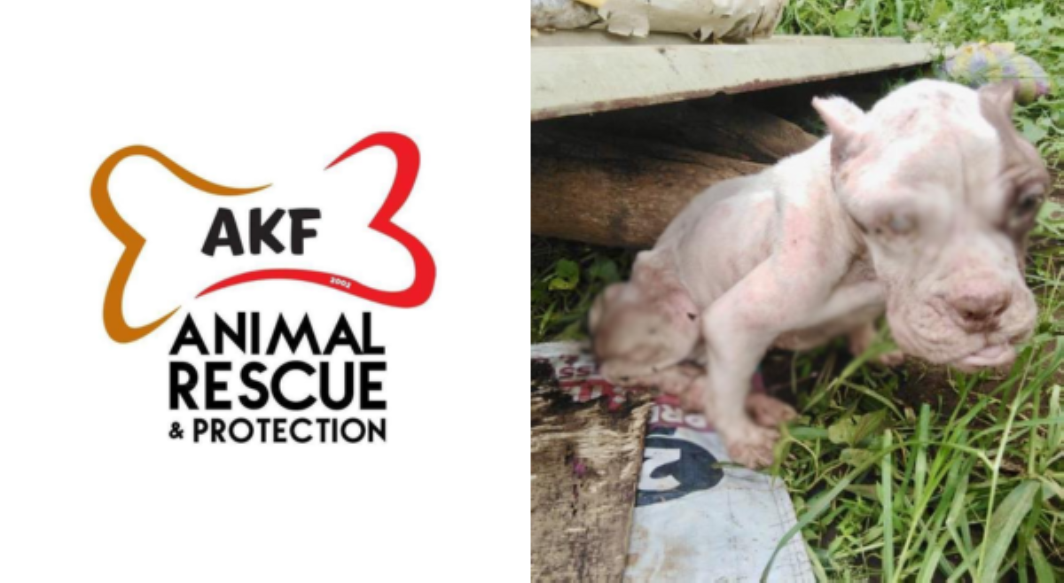 AKP sa mga nang-aabandona ng hayop: 'Pets are not disposable things'