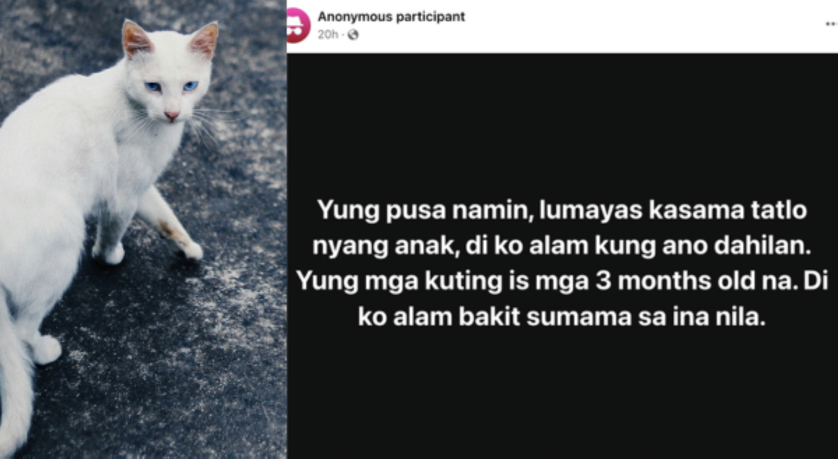 Socmed post tungkol sa pusa na 'lumayas' kasama 3 anak, binalbal ng netizens