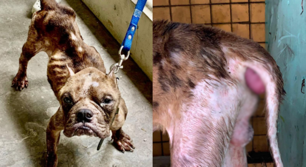 Malnourished American Bully, iniwan sa school gate sa Rizal; kailangan ng tulong