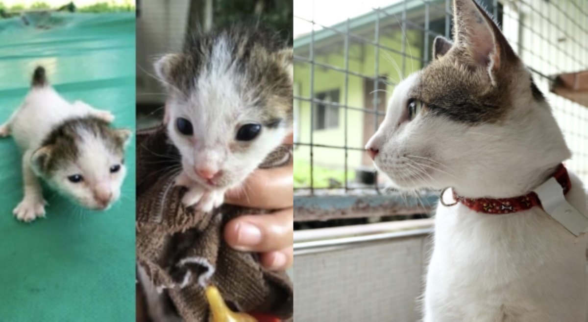 Pusa na si Arya, 7 taon na sa shelter; naghahanap ng furparents