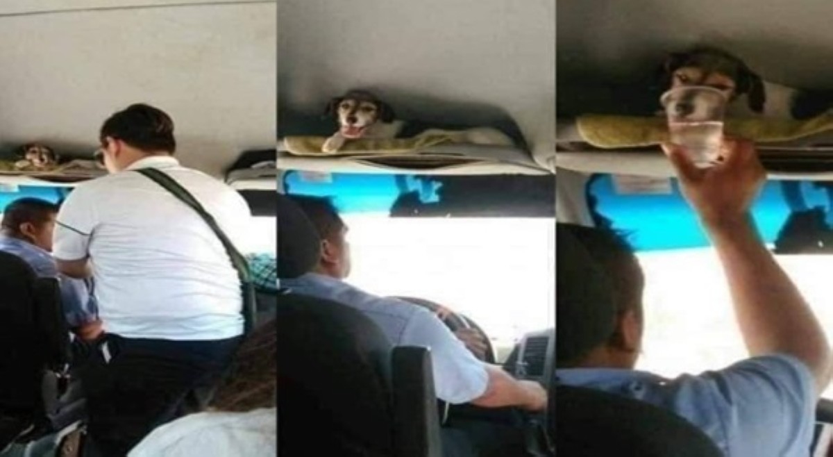 Bus driver na isinakay asong nalilito at muntik masagasaan sa kalsada, sinaluduhan