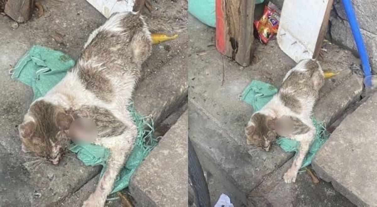 Pusa, tinaga sa leeg; Animal rescue organization, nananawagan ng tulong